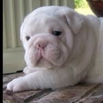 Bella Conway - @bella_the_bulldog12 - Instagram