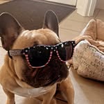 Bella Cote - @the_mousam_frenchie - Instagram
