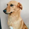 Sara Castelli - @bellacotechina - TikTok