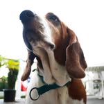 Bella Curry - @bella_buttercup_basset - Instagram
