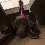 Bella Curry - @belladasilverlab - Instagram