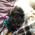 Bella Curry (ShihYork) - @bella_curry_the_york - Instagram