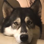 Bella Davidson - @huskylife.bella - Instagram