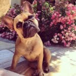 🐾 Bella The Frenchie 🐾 - @bella_devito_vongalaxy - Instagram