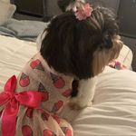 Alessandra Dillon - @belladillon_shih_tzu_usa - Instagram