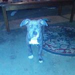 Bella Dillon - @bellatheblue.pit - Instagram