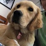 Bella Dillon - @bellathegoldenpup6 - Instagram