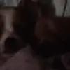 bella - @bella.rocky.dodd - TikTok