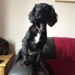 Bella-Boo Dodd - @bells_puppy - Instagram