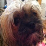 Bella Dodd - @_bella__the__dog___ - Instagram