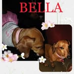Bella_DotsonChew - @bella_dotsonchew - Instagram