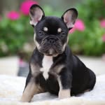 Bella - @belladouglasfrenchie - Instagram