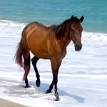 Bella Downs - @horseluver2007 - Instagram