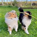 Bella & Donna & Duffy - @_collies - Instagram