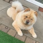 Bella Duffy - @chowbellad - Instagram