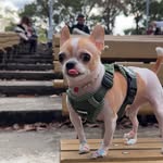 Bella（Duffy麻麻） - @bellalai1147 - Instagram