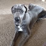 Bella Dunlap - @bellathebluedane - Instagram