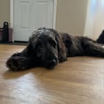 Bella Durham - @bel_ladoodle - Instagram