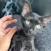 Bella rose - @bella_dyer15 - TikTok