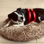Bella Ella 🐾💖 - @bella_08.2022 - Instagram