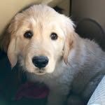 Bella Elliott - @bellathegoldengal - Instagram