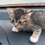 Bella 🌷🐱 - @bella.ellis__ - Instagram