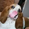 Bella may Ellison - @bellathebasset14 - TikTok