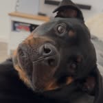 Bella Enriquez - @bella_the_rottweiler24 - Instagram