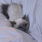Bella - @bellaescobarjr - Instagram