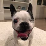 Bella estes - @bella_the_boston_oregon - Instagram