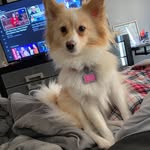 Bella Farinacci 🐶 - @bella_farinacci7 - Instagram