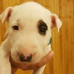 Bella Rose Farley - @bella.the.bull.terrier - Instagram