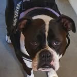 Bella Farmer - @bellatheboxerdoggo - Instagram