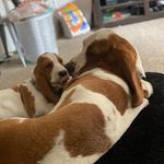 Bella & Bailey Favela - @basset_batch_bb - Instagram