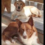 Cowboy, Bella e Favela - @meusninos - Instagram