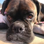 BELLA 💗💗 - @bellafitzpatricktheboxer - Instagram
