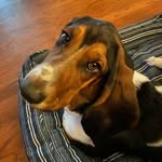 Bella Fitzpatrick - @hounddogbella - Instagram