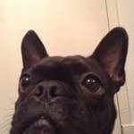 🐕Bella Fitzpatrick🌎 - @fabulous_frenchton - Instagram