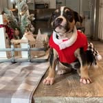 Bella Fleming - @bella.da_bully - Instagram