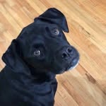 Bella The Dog - @bella.fleming - Instagram