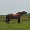 bella.fleming_5 - @bella.fleming1 - TikTok
