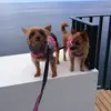 bellafontes52 - @bellafontes52 - TikTok
