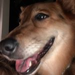 Bella foote - @deaddog.5 - Instagram