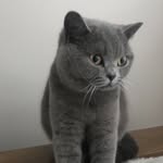Bella Fowler - @bella.pusspuss - Instagram
