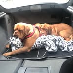 Bella & Frank - @bellafrankddb - Instagram