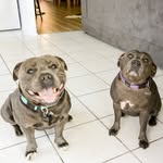 Bella&Frank - @bella_n_frank_blue_staffys - Instagram