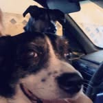 Fraklin - @bella.frank.doggy - Instagram