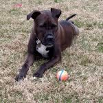 Ella Bella Friedman🐶 - @ella_bella_boo195 - Instagram