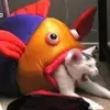 bell - @fryed.bella - TikTok
