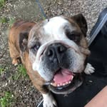 Bella Fuller - @_bella.bulldog_ - Instagram